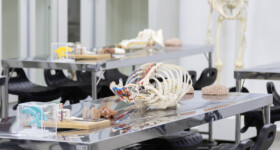Anatomia